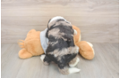 Mini Sheepadoodle Puppy for Adoption