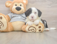 6 week old Mini Sheepadoodle Puppy For Sale - Pilesgrove Pups