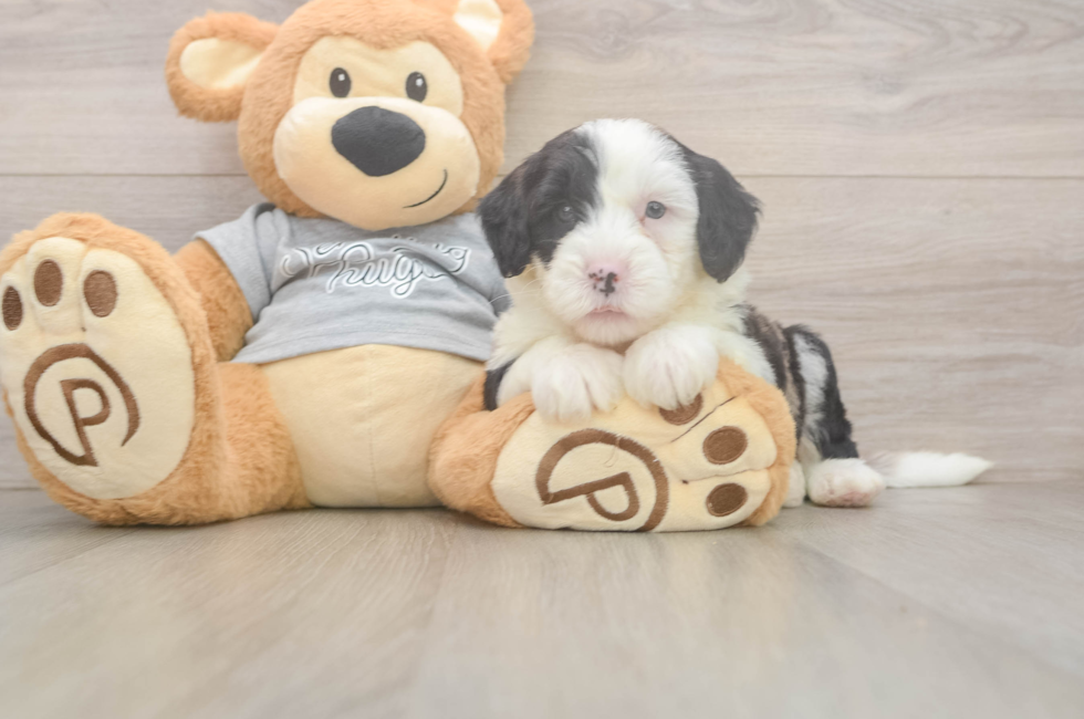 5 week old Mini Sheepadoodle Puppy For Sale - Pilesgrove Pups