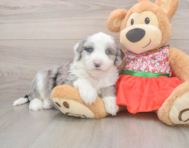 5 week old Mini Sheepadoodle Puppy For Sale - Pilesgrove Pups