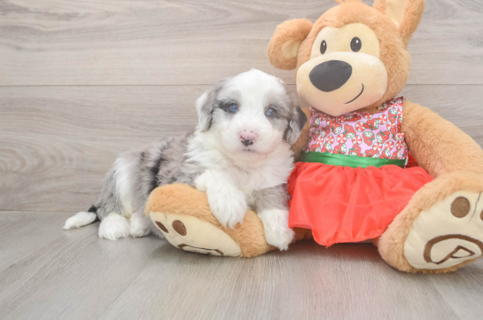 Mini Sheepadoodle Puppy for Adoption