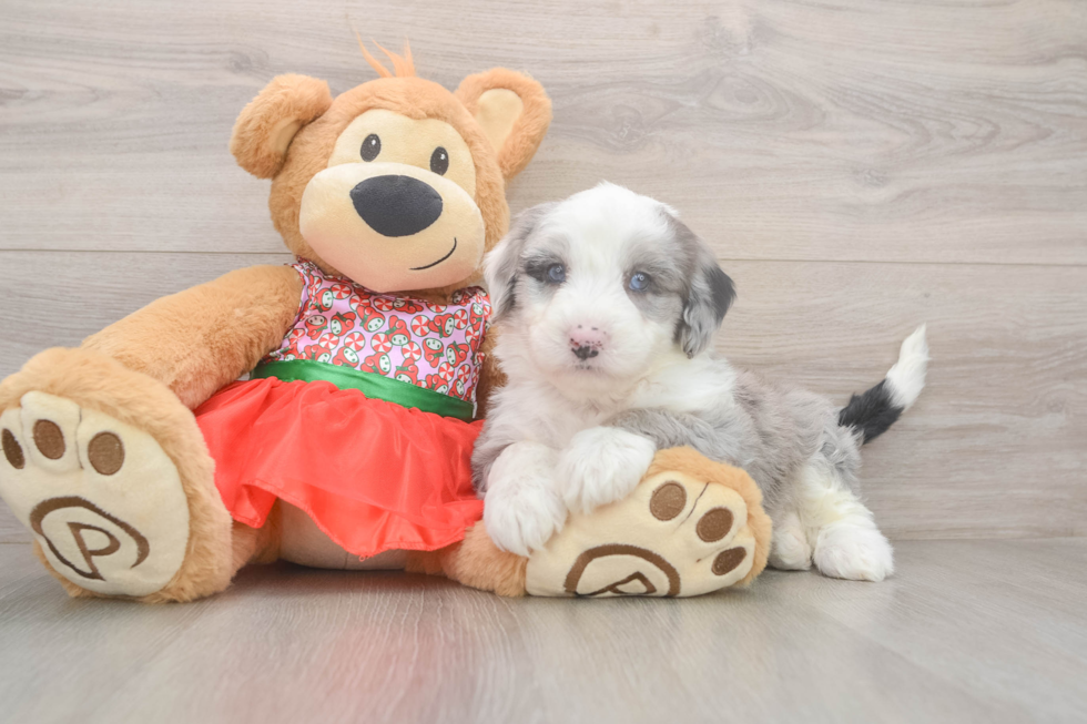 Mini Sheepadoodle Puppy for Adoption