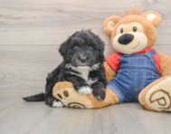 5 week old Mini Sheepadoodle Puppy For Sale - Pilesgrove Pups