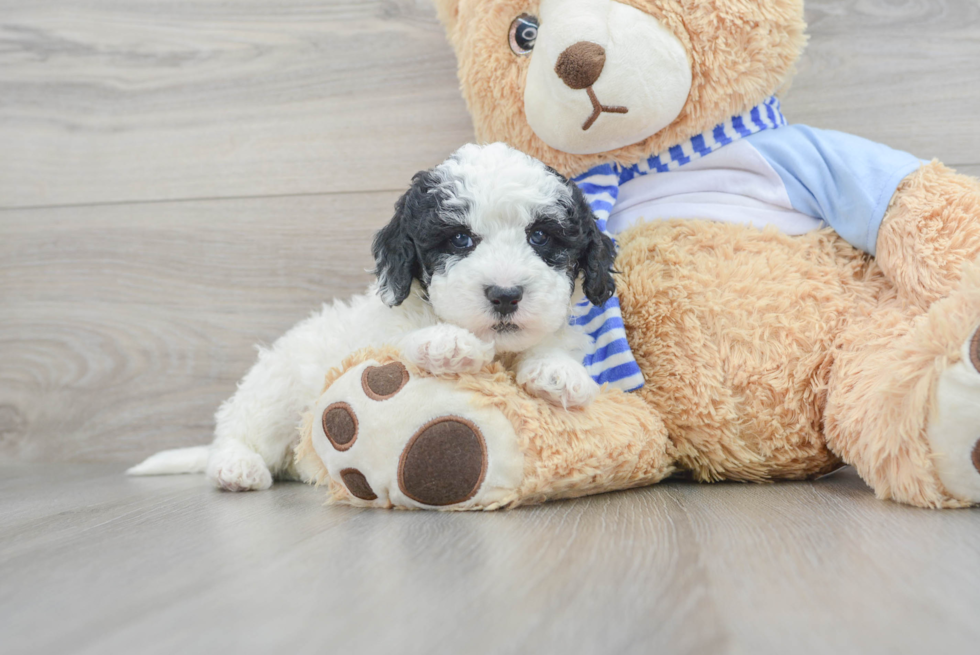 Mini Sheepadoodle Pup Being Cute