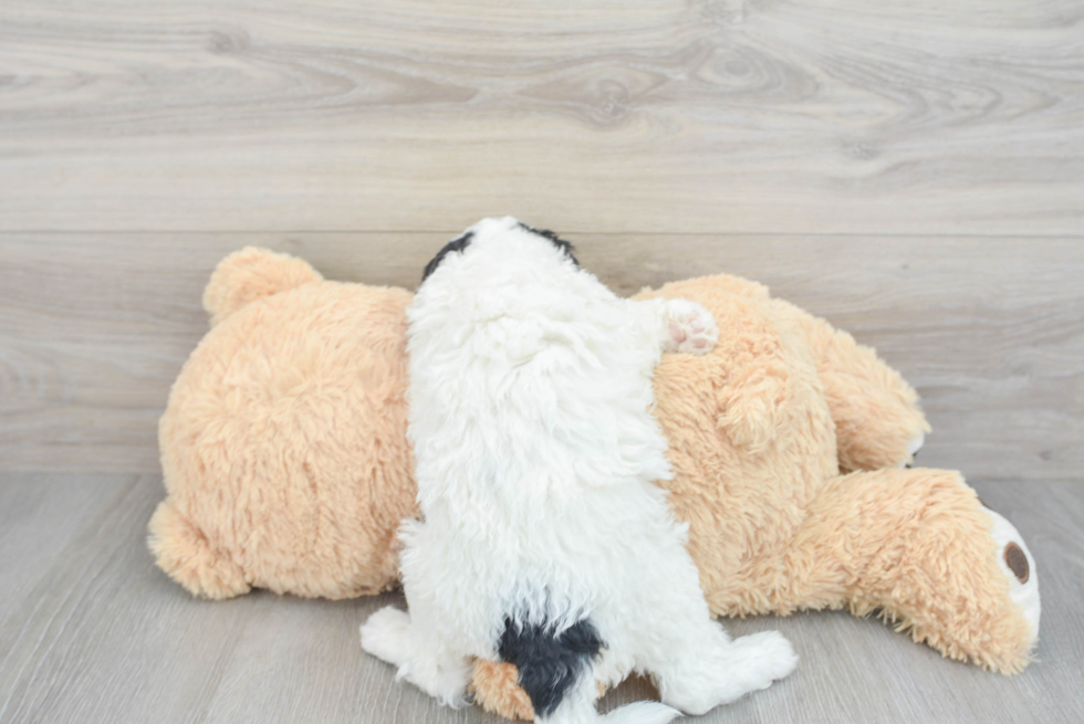 Mini Sheepadoodle Pup Being Cute