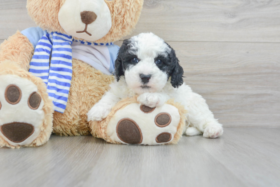 Petite Mini Sheepadoodle Poodle Mix Pup