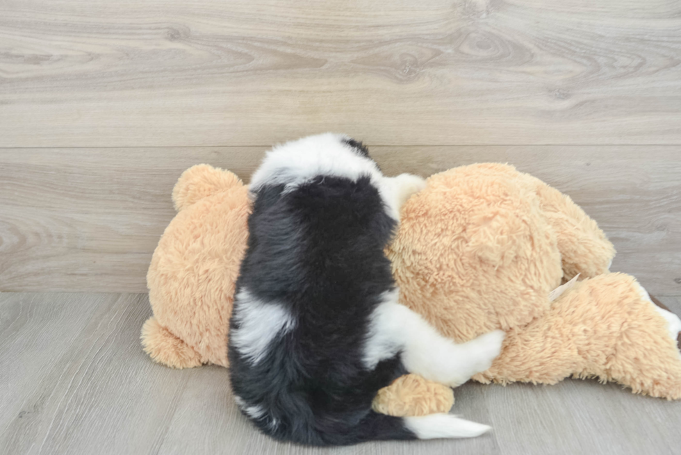 Little Sheeppoo Poodle Mix Puppy