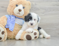 7 week old Mini Sheepadoodle Puppy For Sale - Pilesgrove Pups