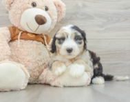 7 week old Mini Sheepadoodle Puppy For Sale - Pilesgrove Pups