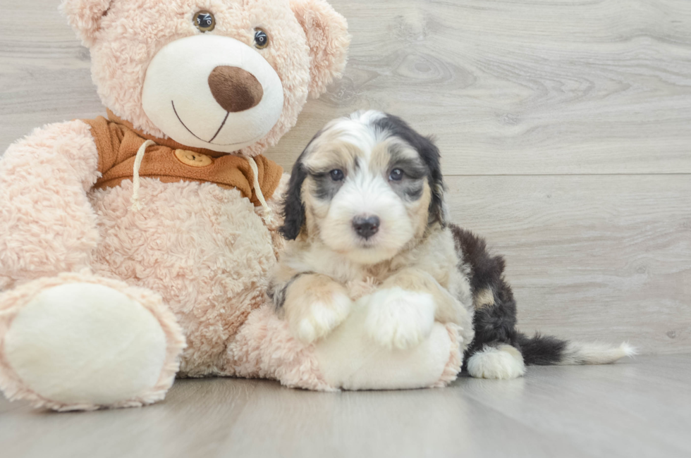 7 week old Mini Sheepadoodle Puppy For Sale - Pilesgrove Pups