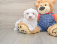 6 week old Mini Sheepadoodle Puppy For Sale - Pilesgrove Pups