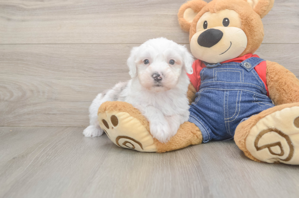 6 week old Mini Sheepadoodle Puppy For Sale - Pilesgrove Pups