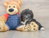 5 week old Mini Sheepadoodle Puppy For Sale - Pilesgrove Pups