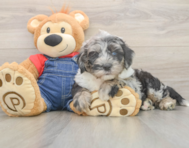 6 week old Mini Sheepadoodle Puppy For Sale - Pilesgrove Pups