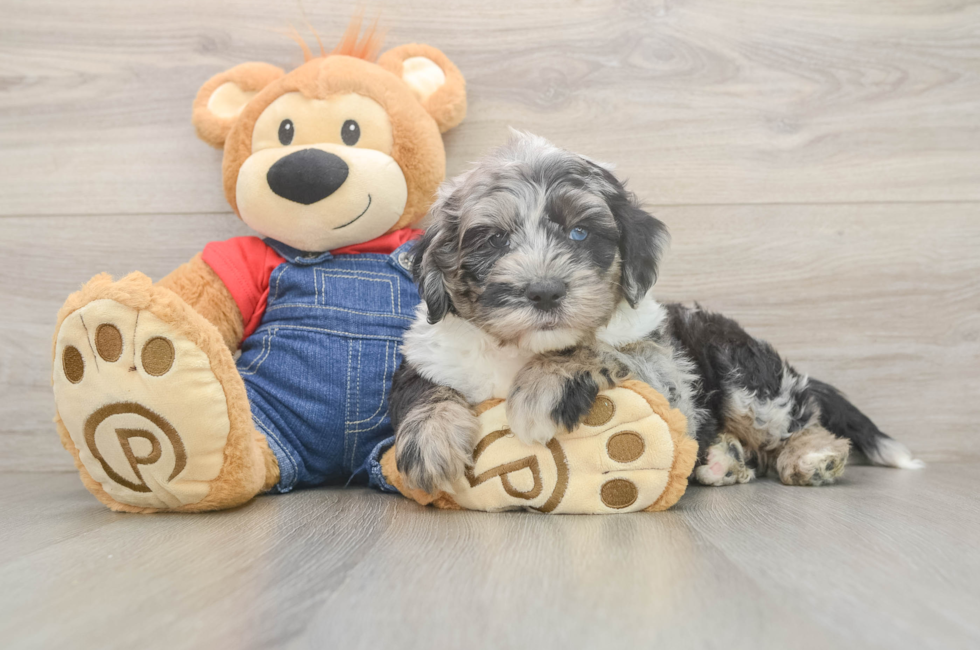 6 week old Mini Sheepadoodle Puppy For Sale - Pilesgrove Pups