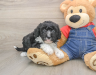 5 week old Mini Sheepadoodle Puppy For Sale - Pilesgrove Pups