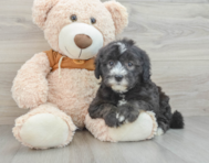 7 week old Mini Sheepadoodle Puppy For Sale - Pilesgrove Pups