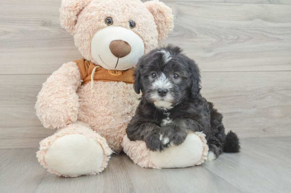 7 week old Mini Sheepadoodle Puppy For Sale - Pilesgrove Pups