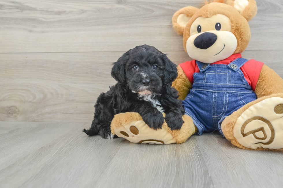 Adorable Sheepdogpoo Poodle Mix Puppy