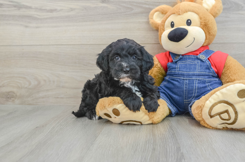 8 week old Mini Sheepadoodle Puppy For Sale - Pilesgrove Pups