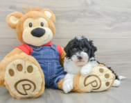 6 week old Mini Sheepadoodle Puppy For Sale - Pilesgrove Pups