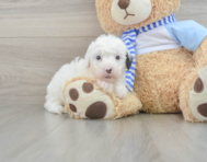 7 week old Mini Sheepadoodle Puppy For Sale - Pilesgrove Pups