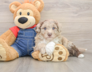 5 week old Mini Sheepadoodle Puppy For Sale - Pilesgrove Pups