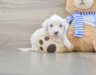 5 week old Mini Sheepadoodle Puppy For Sale - Pilesgrove Pups