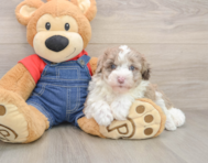 5 week old Mini Sheepadoodle Puppy For Sale - Pilesgrove Pups