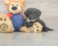 6 week old Mini Sheepadoodle Puppy For Sale - Pilesgrove Pups