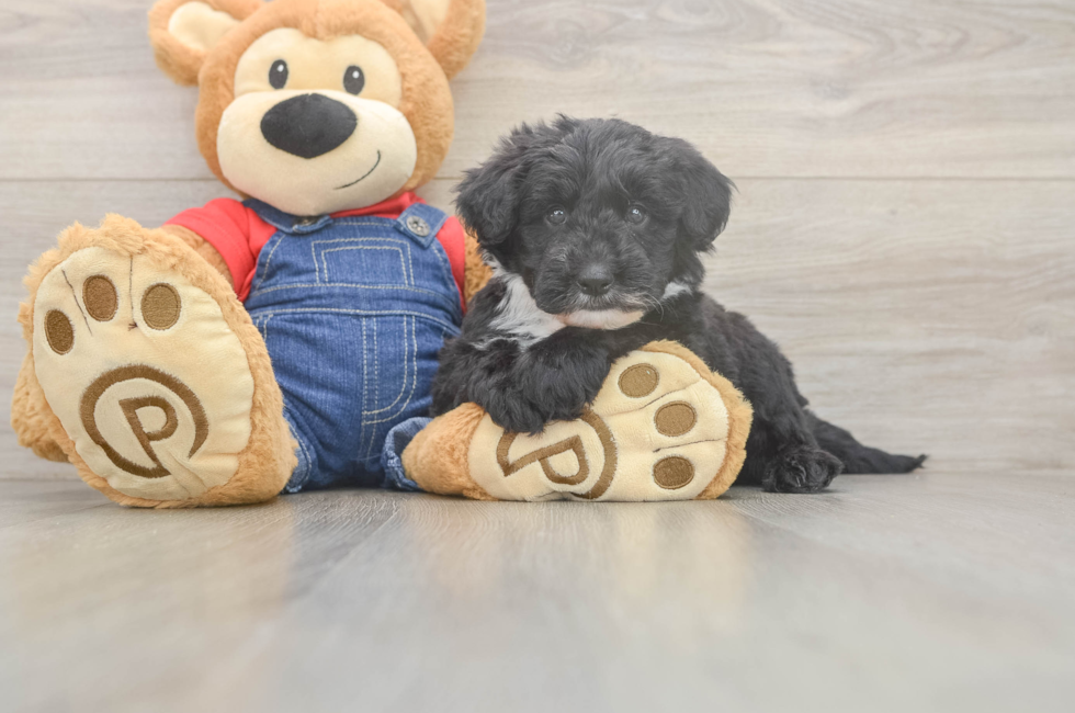 6 week old Mini Sheepadoodle Puppy For Sale - Pilesgrove Pups