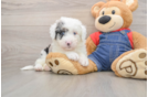 Best Mini Sheepadoodle Baby