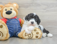 6 week old Mini Sheepadoodle Puppy For Sale - Pilesgrove Pups