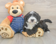 5 week old Mini Sheepadoodle Puppy For Sale - Pilesgrove Pups