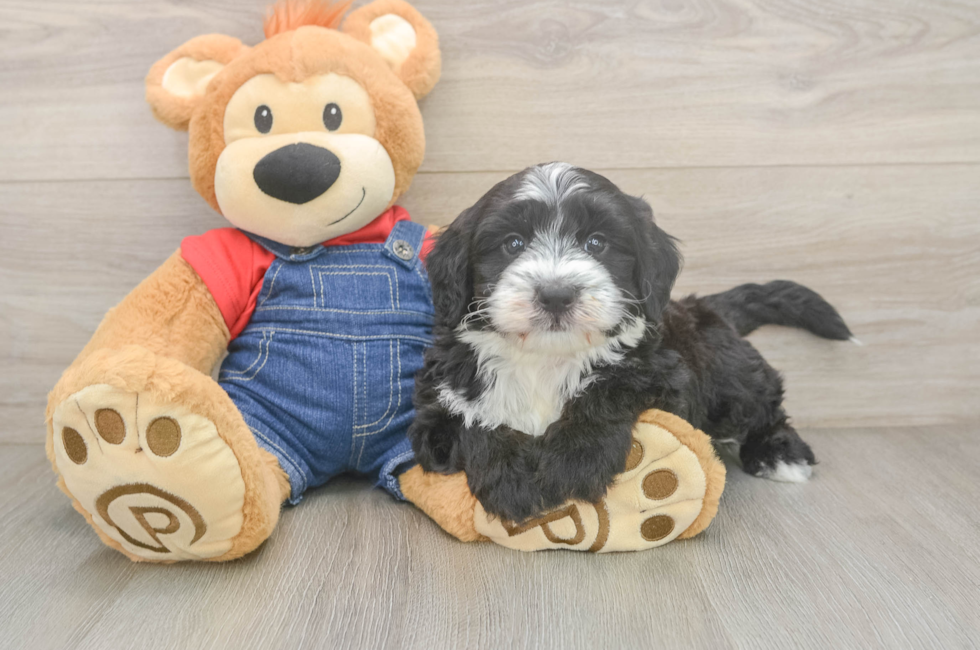 6 week old Mini Sheepadoodle Puppy For Sale - Pilesgrove Pups