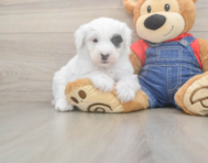 6 week old Mini Sheepadoodle Puppy For Sale - Pilesgrove Pups