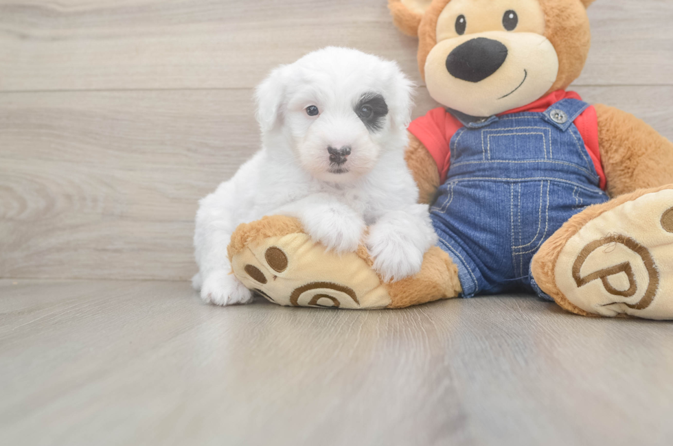 6 week old Mini Sheepadoodle Puppy For Sale - Pilesgrove Pups