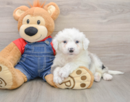8 week old Mini Sheepadoodle Puppy For Sale - Pilesgrove Pups