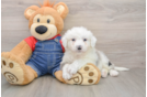 Mini Sheepadoodle Puppy for Adoption