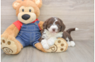 Popular Mini Sheepadoodle Poodle Mix Pup
