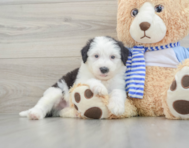 7 week old Mini Sheepadoodle Puppy For Sale - Pilesgrove Pups