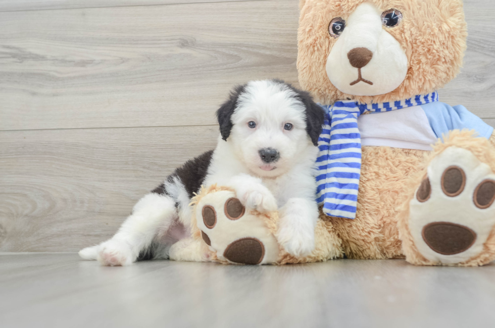 7 week old Mini Sheepadoodle Puppy For Sale - Pilesgrove Pups