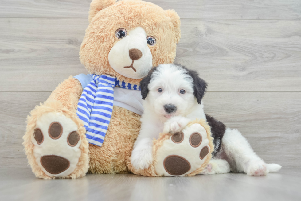 Mini Sheepadoodle Puppy for Adoption