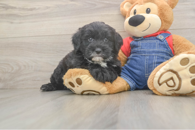 Best Mini Sheepadoodle Baby