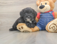 5 week old Mini Sheepadoodle Puppy For Sale - Pilesgrove Pups