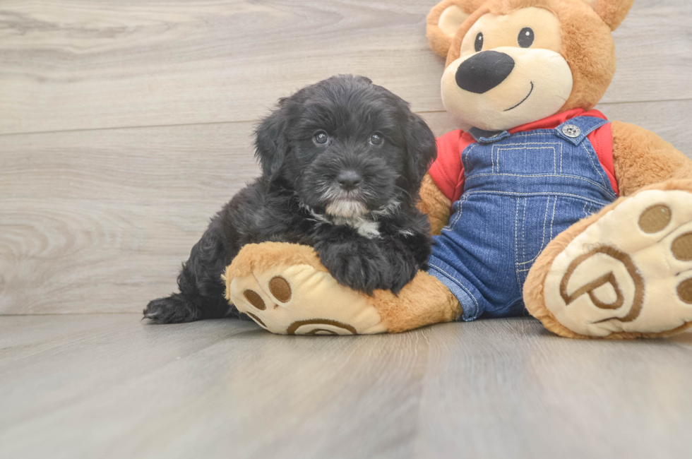 6 week old Mini Sheepadoodle Puppy For Sale - Pilesgrove Pups