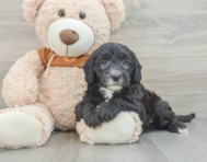 7 week old Mini Sheepadoodle Puppy For Sale - Pilesgrove Pups