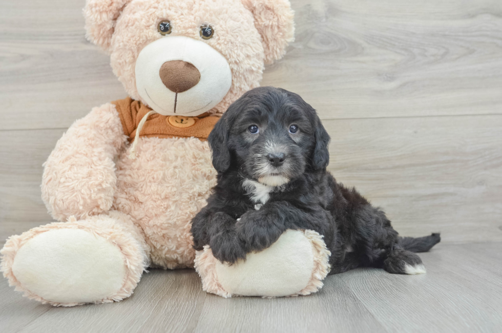 7 week old Mini Sheepadoodle Puppy For Sale - Pilesgrove Pups