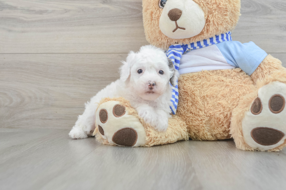 Small Mini Sheepadoodle Baby