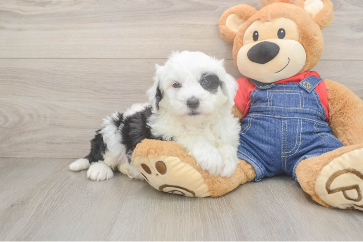 Happy Mini Sheepadoodle Baby